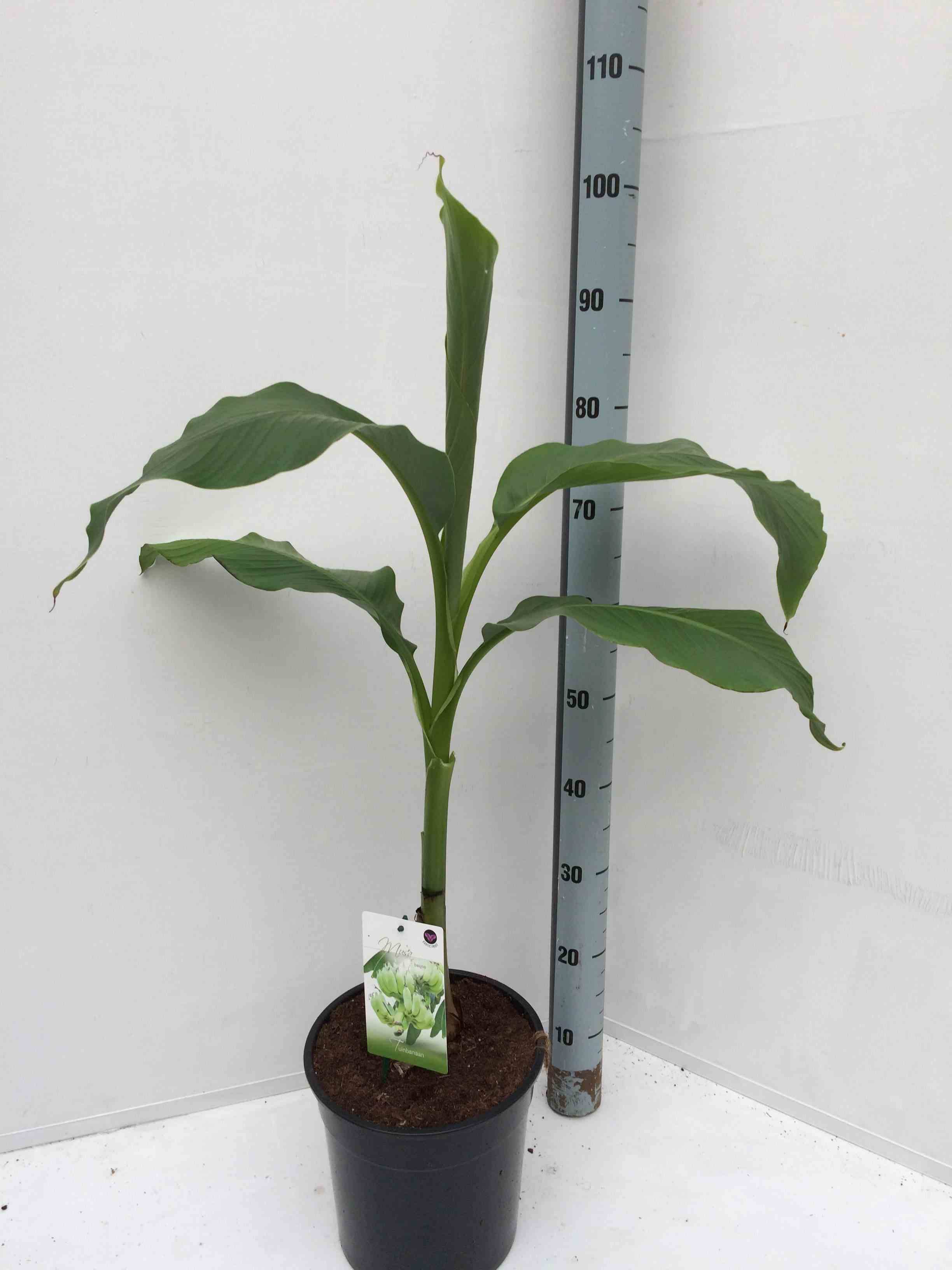 Sans Marque - Musa basjoo x hybridum (Bananier rustique) Couleur floraison:Jaune - Taille:Pot de 50 litres - 120/140 cm multi troncs - Image 2