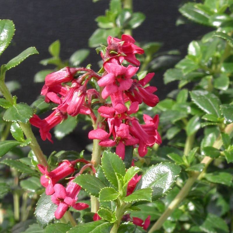 Escallonia compacta à fleurs Rouge - feuillage Persistant - Pot de 3L - 20/40 cm-  hauteur à maturité De 0,50 m à 1,00 m - Image 1