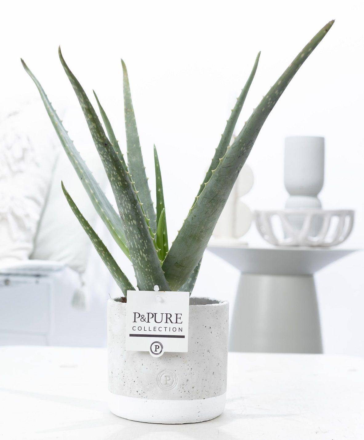 Aloe vera en pot céramique vert jade - Ø12cm - ↕45cm - Plantes d’intérieur