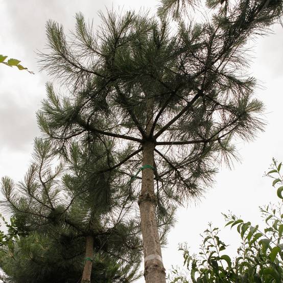 Pin noir d'Autriche - Pinus nigra nigra Pot de 7,5L/10L - Image 1