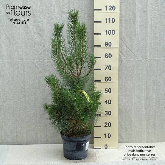 Pin noir d'Autriche - Pinus nigra nigra Pot de 7,5L/10L - Image 2