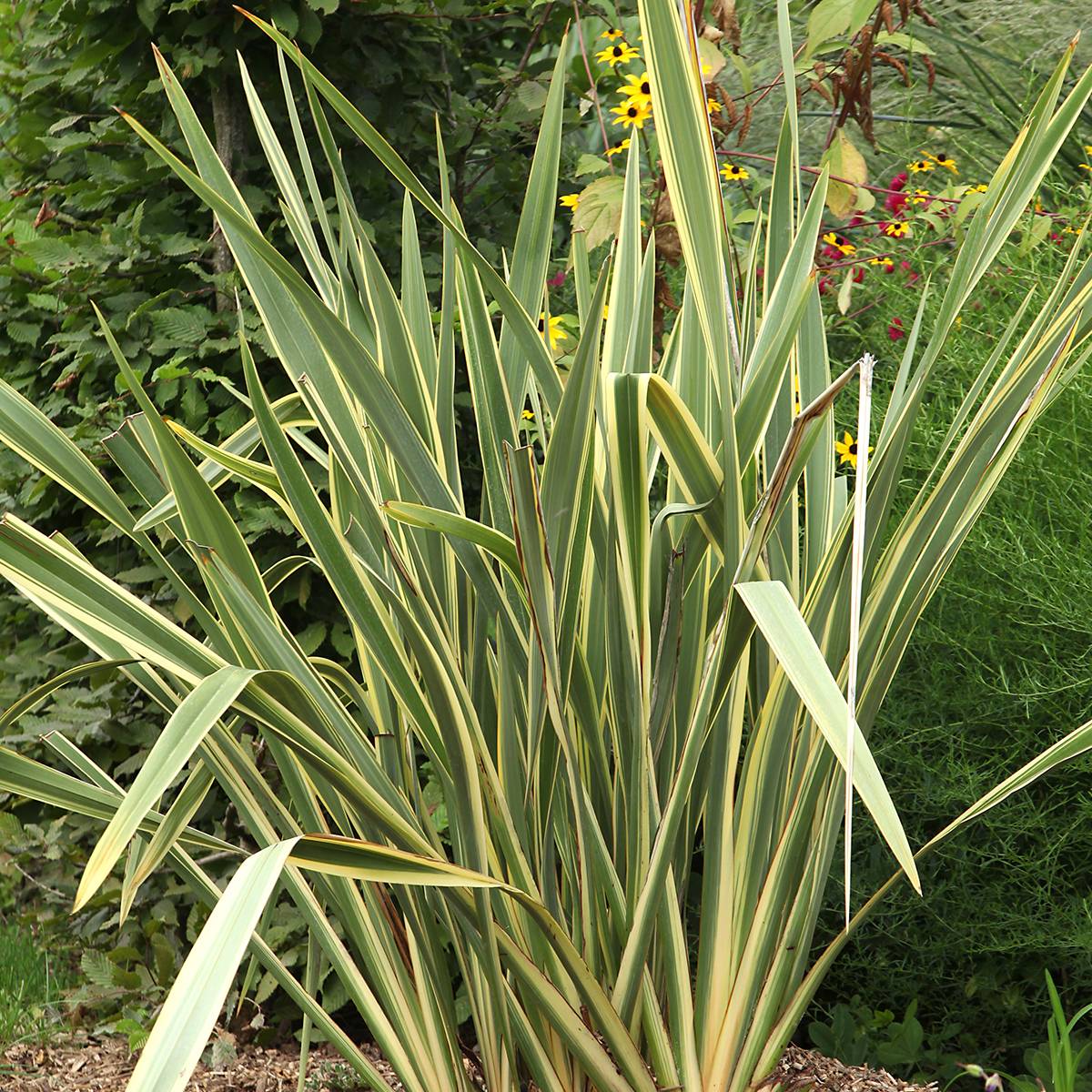 Promesse de Fleurs - Phormium Duet - Lin de Nouvelle-Zélande Pot de 1,5L/2L