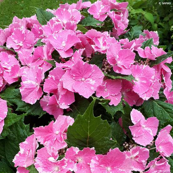 Hortensia macrophylla So Long Starlit Sky Pot de 3L/4L - Image 1