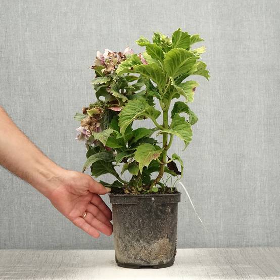 Hortensia macrophylla So Long Starlit Sky Pot de 3L/4L - Image 2
