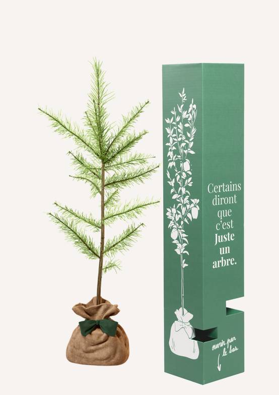 JUSTE UN ARBRE. – Mélèze d'Europe | Idée cadeau écologique pour naissance, mariage, anniversaire – Conifère résistant pour grands espaces. - Image 2