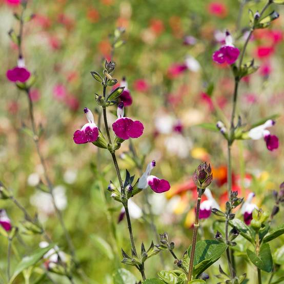 Sauge arbustive Amethyst Lips - Salvia greggii Godet de 8/9 cm