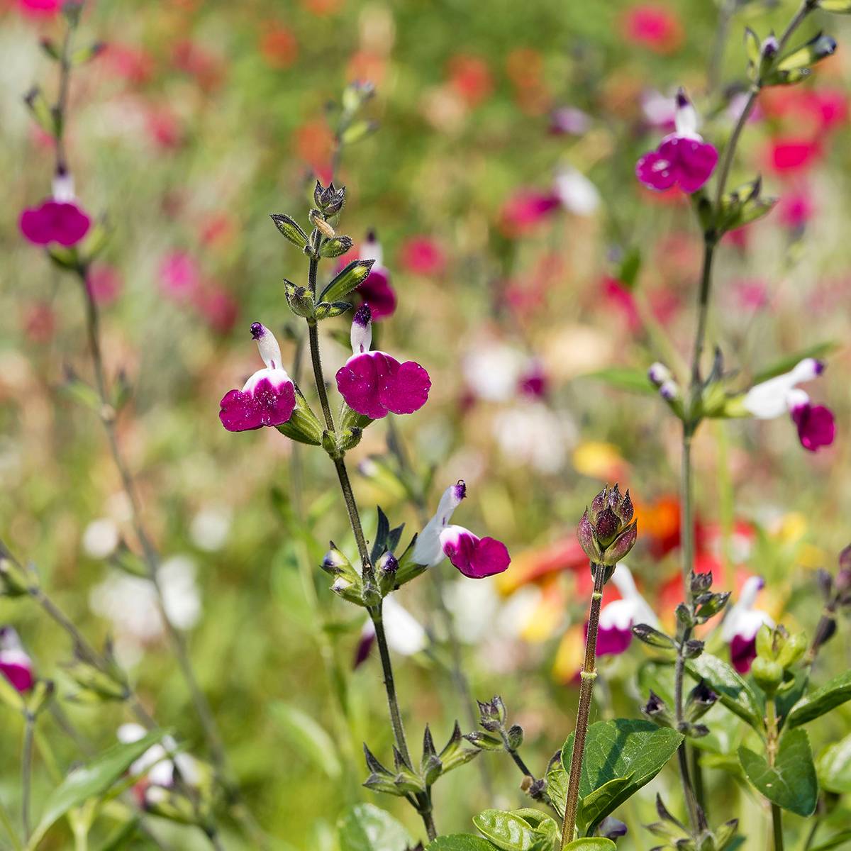 Sauge arbustive Amethyst Lips - Salvia greggii Godet de 8/9 cm