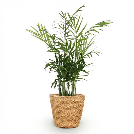 La Green Touch - Chamaedorea Elegans - H40cm - Image 1