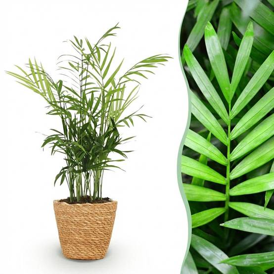 La Green Touch - Chamaedorea Elegans - H40cm - Image 3