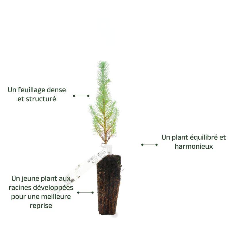 Pin parasol (Pinus pinea) - Godet - Taille 13/25cm - Pépinières Naudet - Image 4