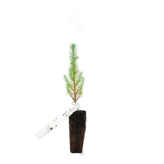 Pin parasol (Pinus pinea) - Godet - Taille 13/25cm - Pépinières Naudet - Image 3