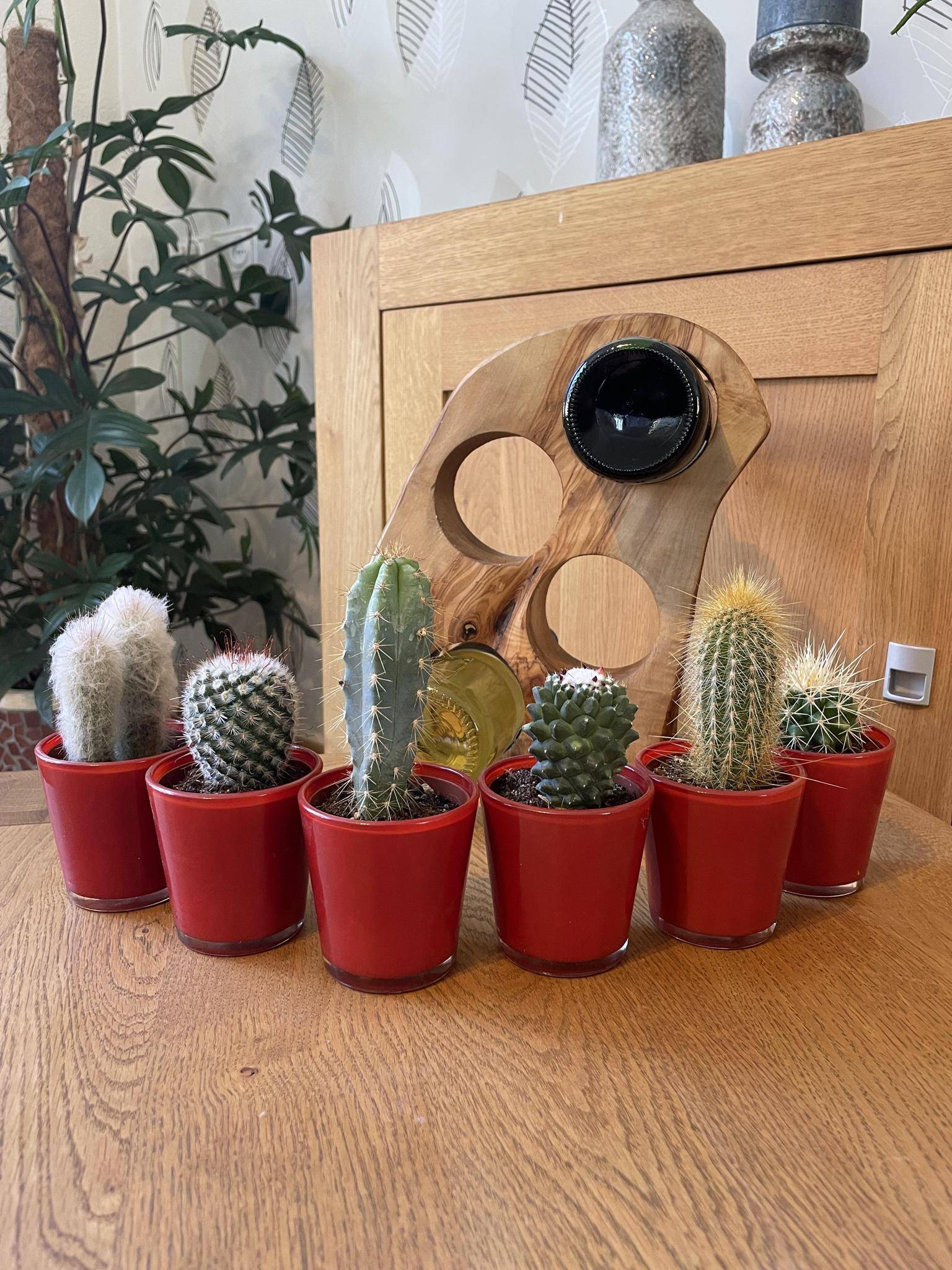 Ensemble de 6 Cactus avec Pots Rouges- La Green Touch - Image 2