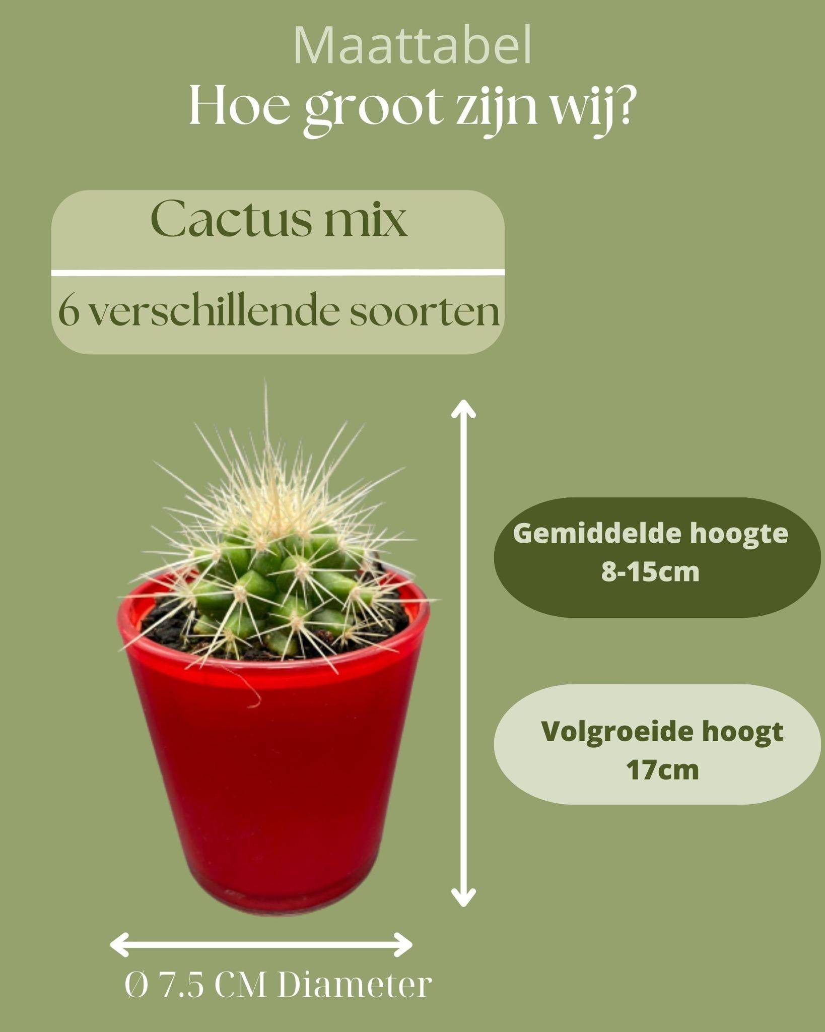 Ensemble de 6 Cactus avec Pots Rouges- La Green Touch - Image 4