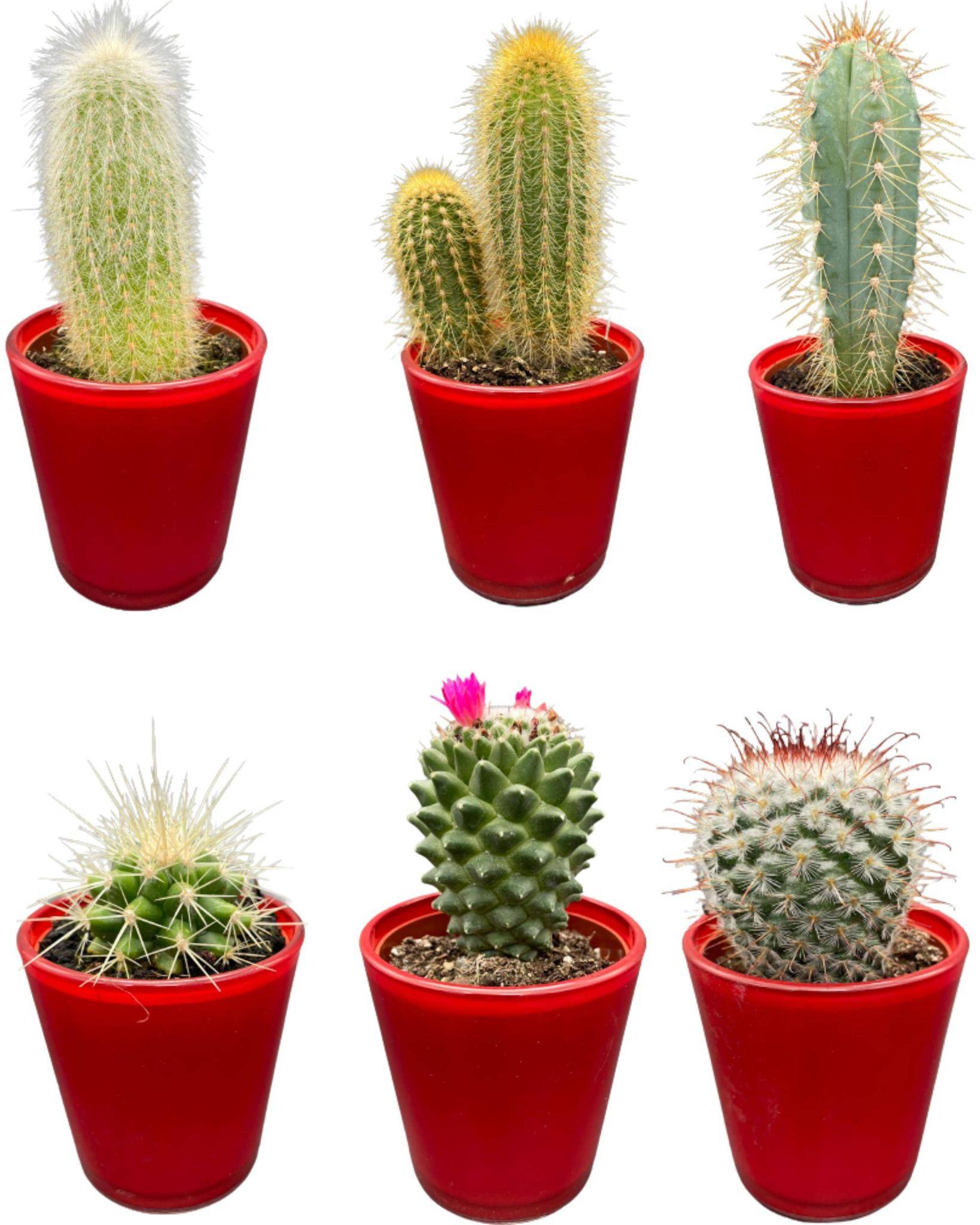 Ensemble de 6 Cactus avec Pots Rouges- La Green Touch - Image 1