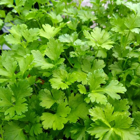 Persil plat - Petroselinum crispum var. neapolitanum Godet de 8/9 cm
