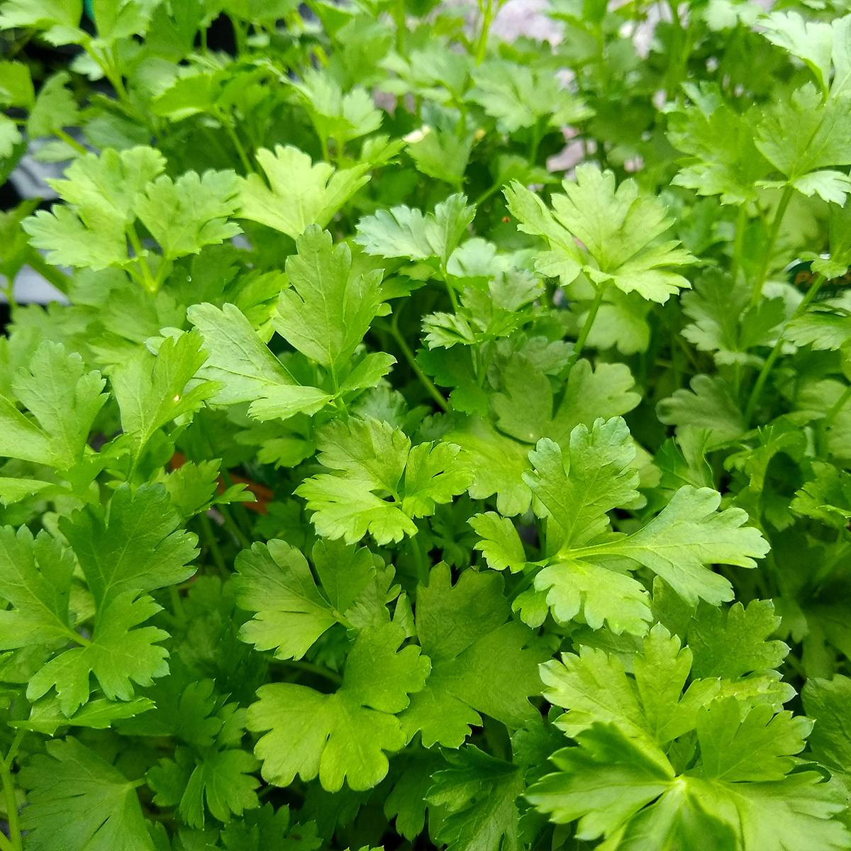 Persil plat - Petroselinum crispum var. neapolitanum Godet de 8/9 cm