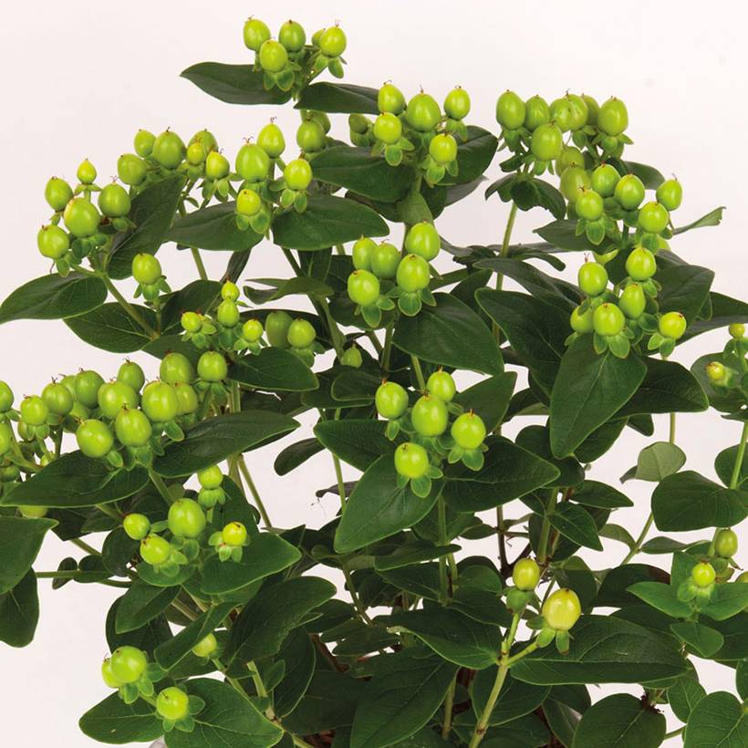 Promesse de Fleurs - Millepertuis - Hypericum inodorum Miracle Pistache Pot de 2L/3L - Image 1