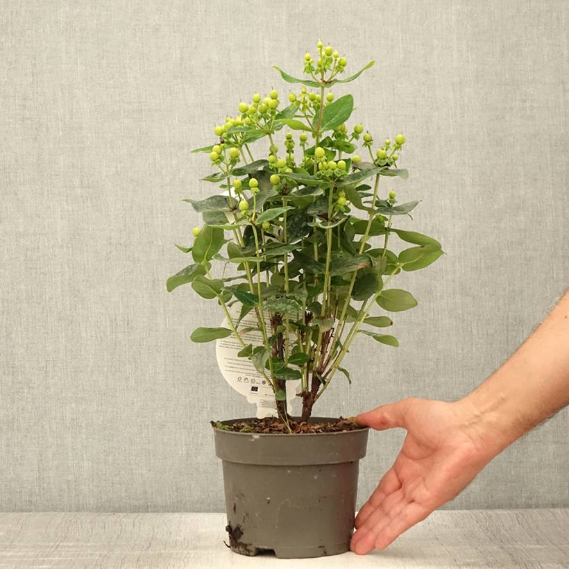 Promesse de Fleurs - Millepertuis - Hypericum inodorum Miracle Pistache Pot de 2L/3L - Image 2