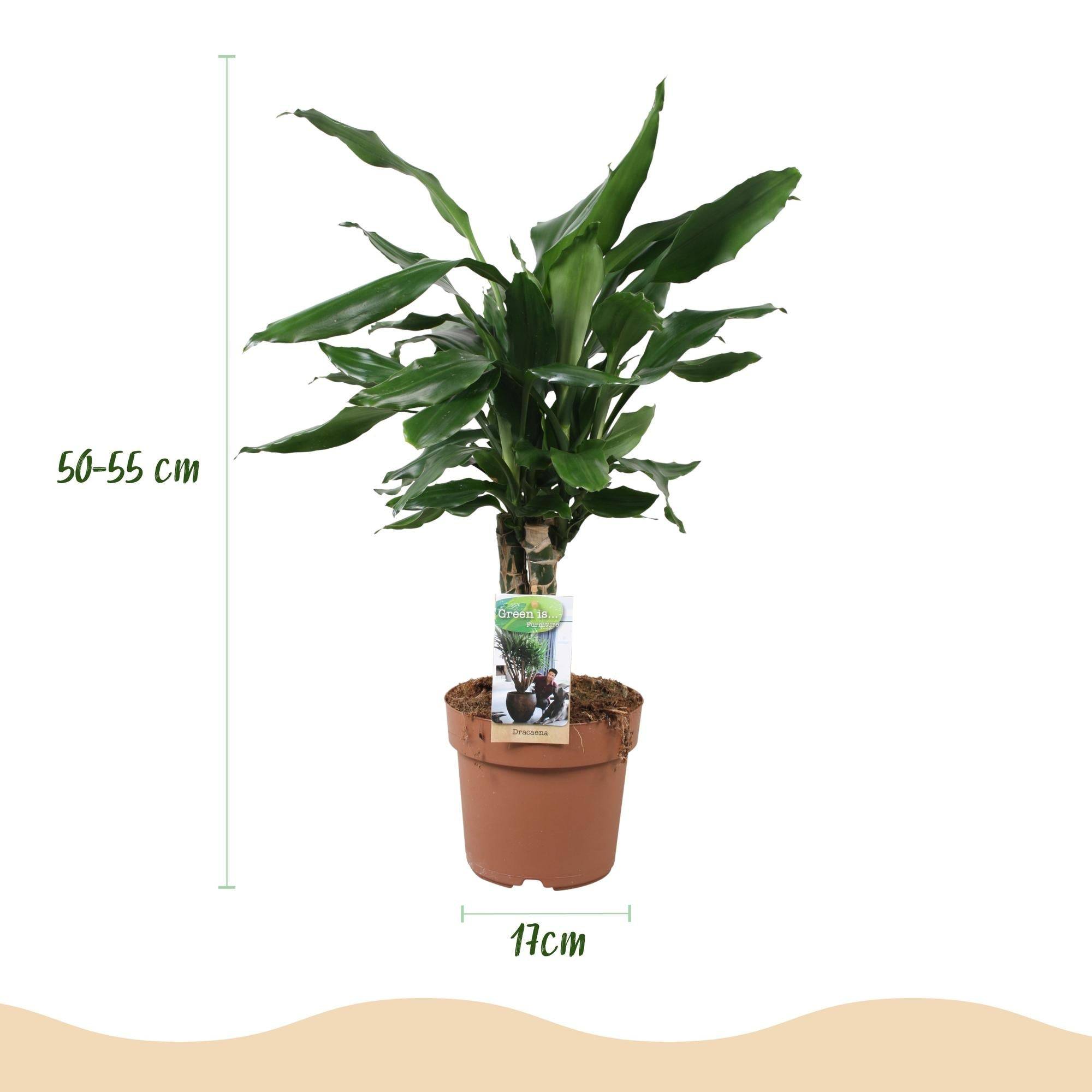 Dracaena Fragrans Steudneri - D17 H55cm - Image 4