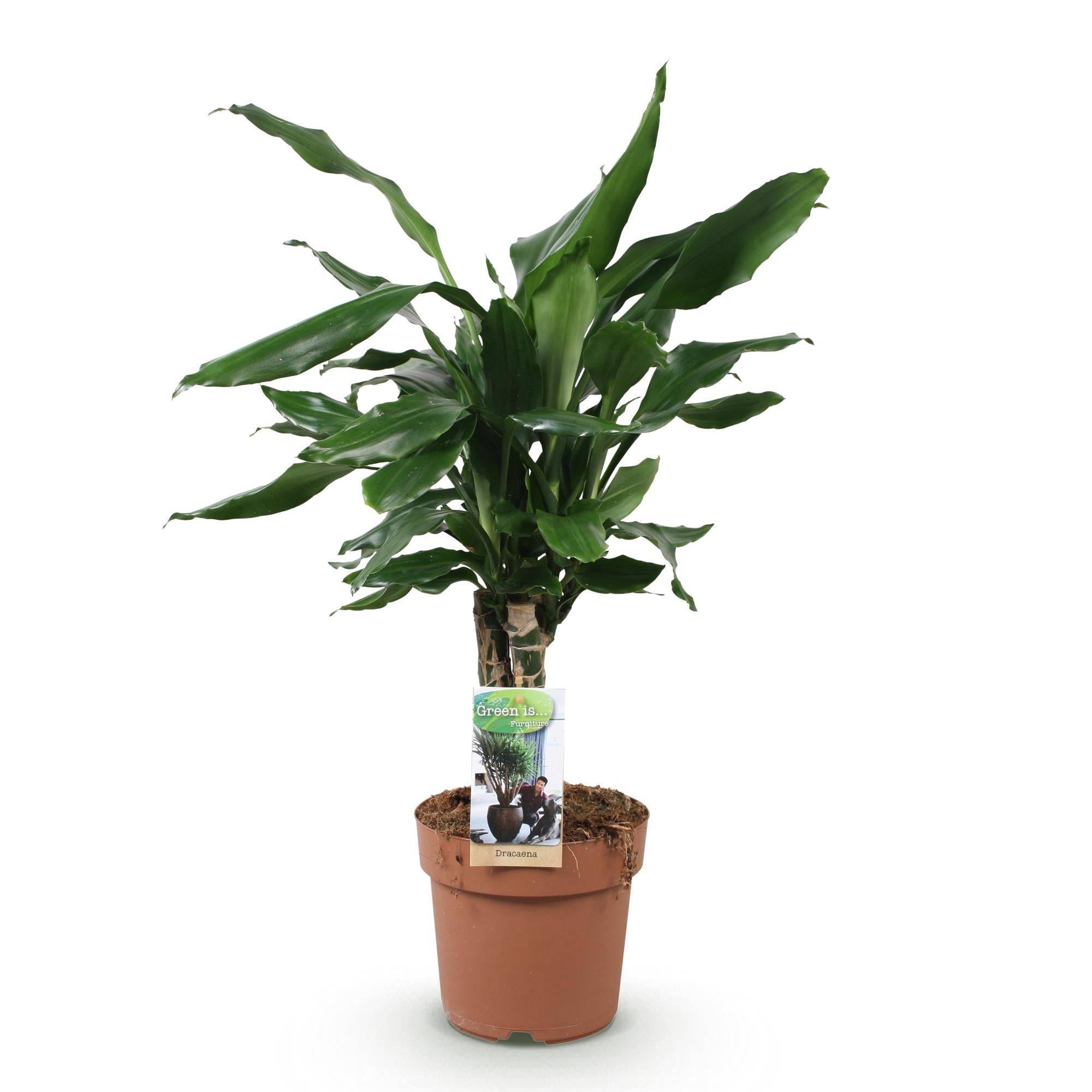 Dracaena Fragrans Steudneri - D17 H55cm - Image 3