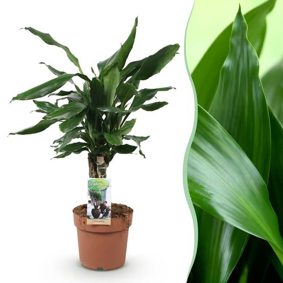 Dracaena Fragrans Steudneri - D17 H55cm - Image 2
