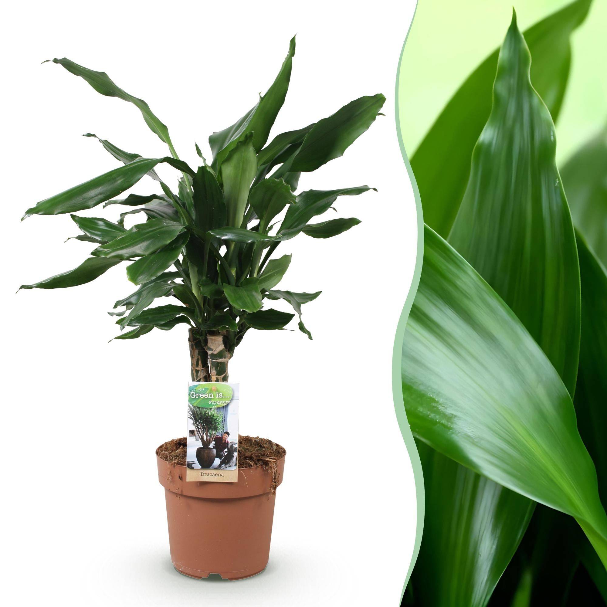 Dracaena Fragrans Steudneri - D17 H55cm - Image 2