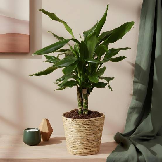 Dracaena Fragrans Steudneri - D17 H55cm - Image 1