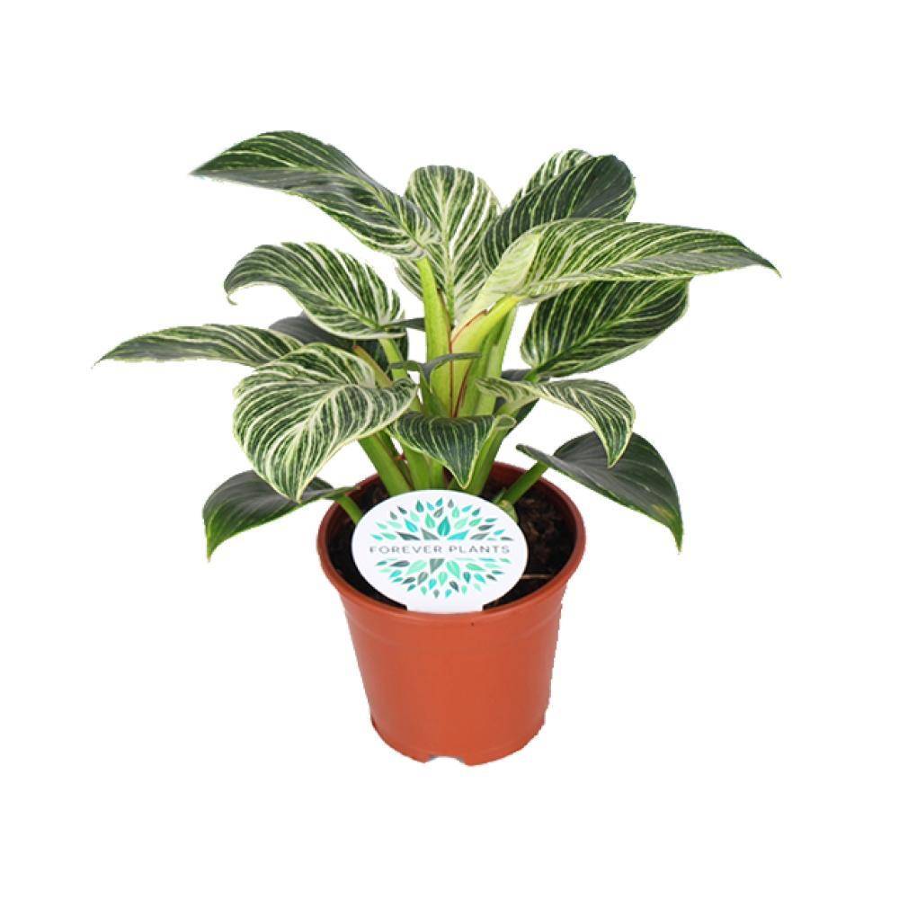 Philodendron Birkin 25cm - Plante d'intérieur- La Green Touch - Image 1