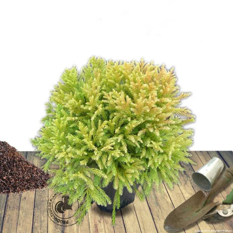 Cèdre du Japon Globosa Nana, Cryptomeria - Pot de 3L - 20/40 cm - Image 7