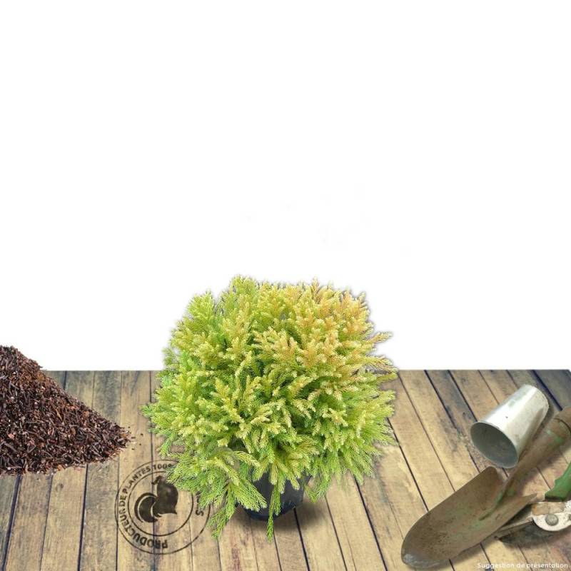 Cèdre du Japon Globosa Nana, Cryptomeria - Pot de 3L - 20/40 cm - Image 6