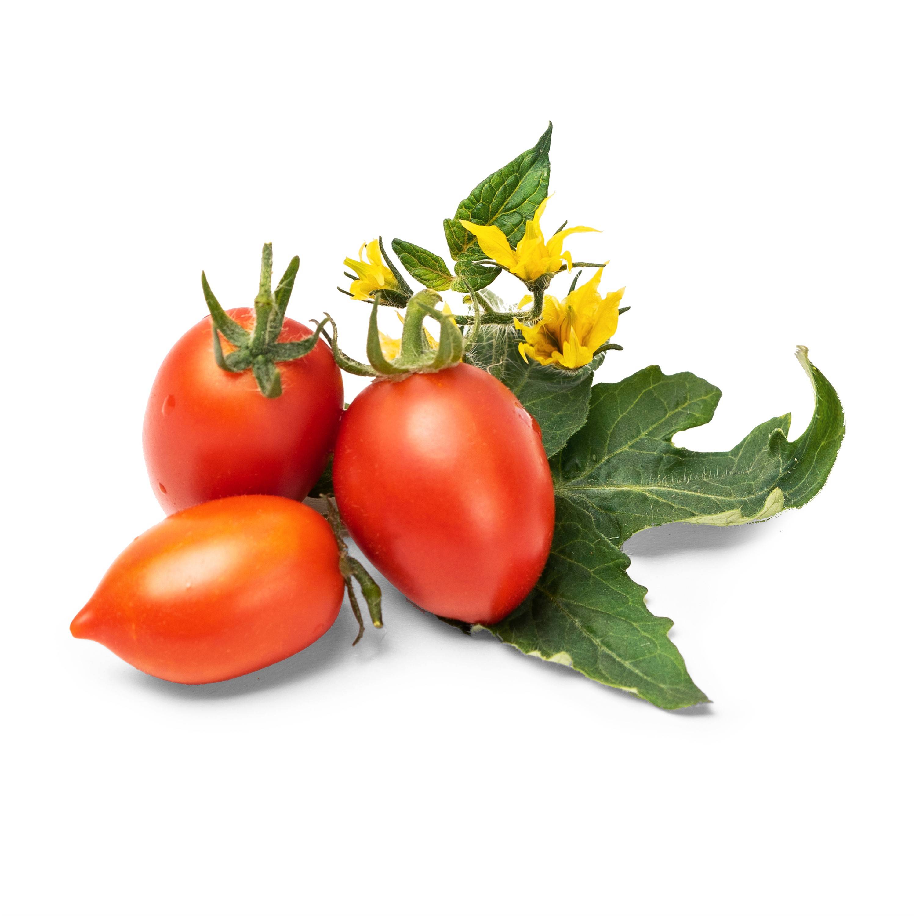 Veritable - Lingot Mini tomate rouge - Recharge prête à l'emploi - Véritable - Image 2