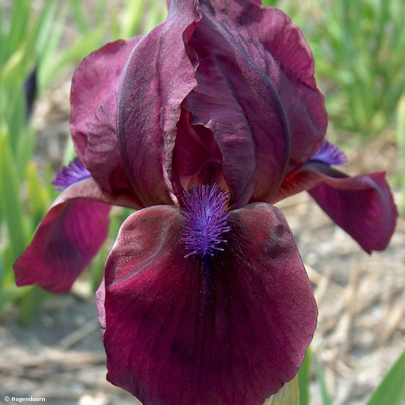 Promesse de Fleurs - Iris pumila Cherry Garden - Iris des Jardins nain Godet de 8/9 cm