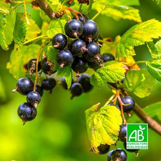 Cassissier 'Royal de Naples' BIO (Ribes nigrum 'Royal de Naples') - Godet 9cm - Pépinières Naudet