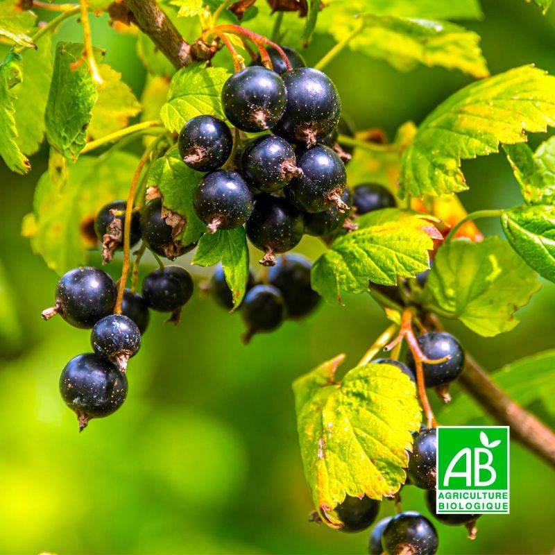 Cassissier 'Royal de Naples' BIO (Ribes nigrum 'Royal de Naples') - Godet 9cm - Pépinières Naudet - Image 1