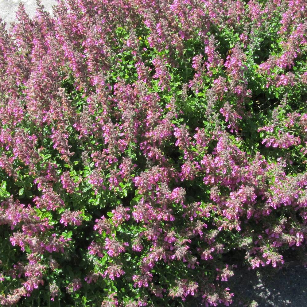 Germandrée Petit-Chêne - Sans traitement à fleurs Rose - feuillage Caduc - Lot de 9 godets-  hauteur à maturité De 0,15 m à 0,50 m