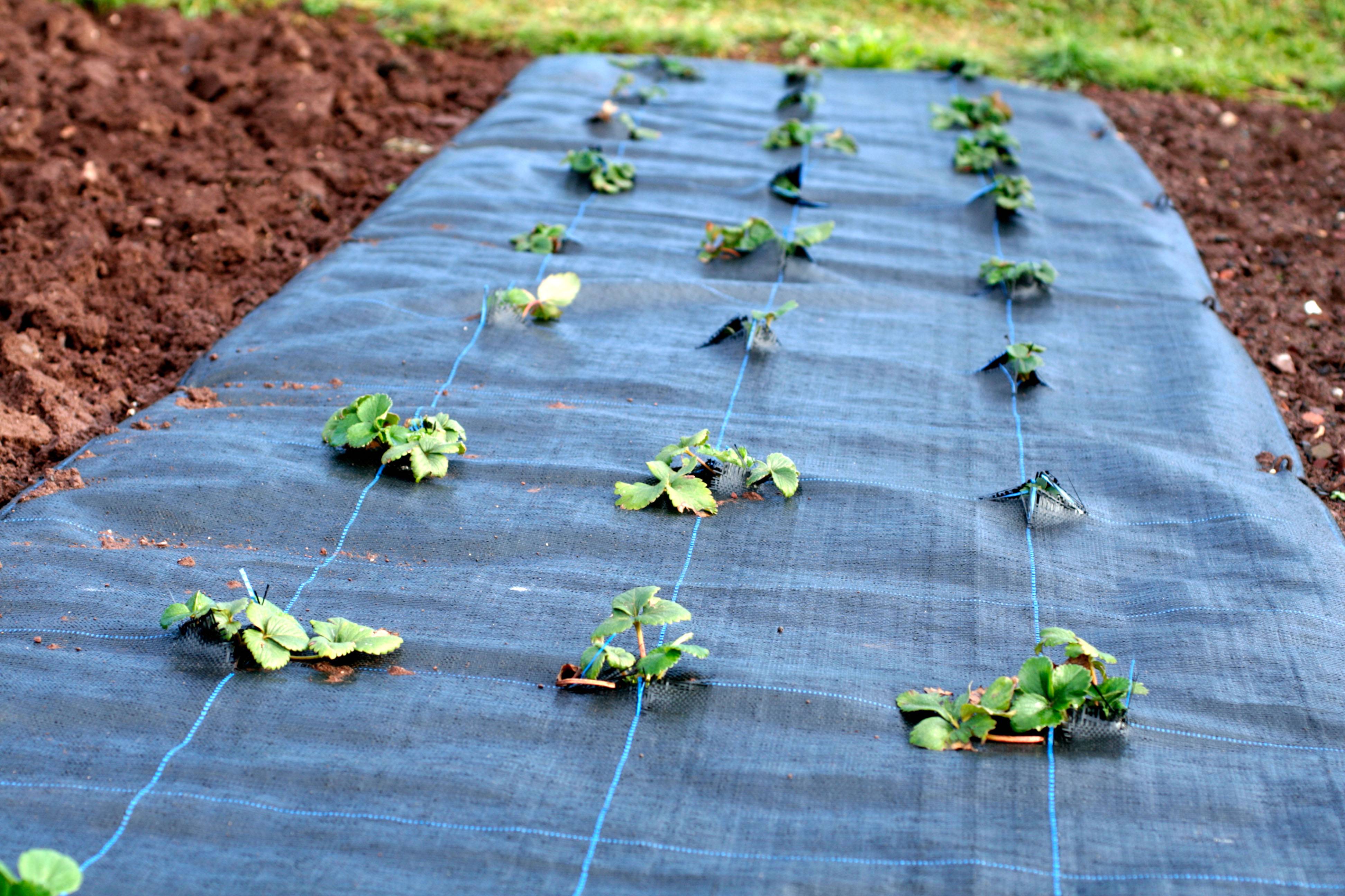 80 m² tissu de sol, bâche anti-mauvaises herbes, bâche de paillage 100 g, 2 m de large, noir - Image 6
