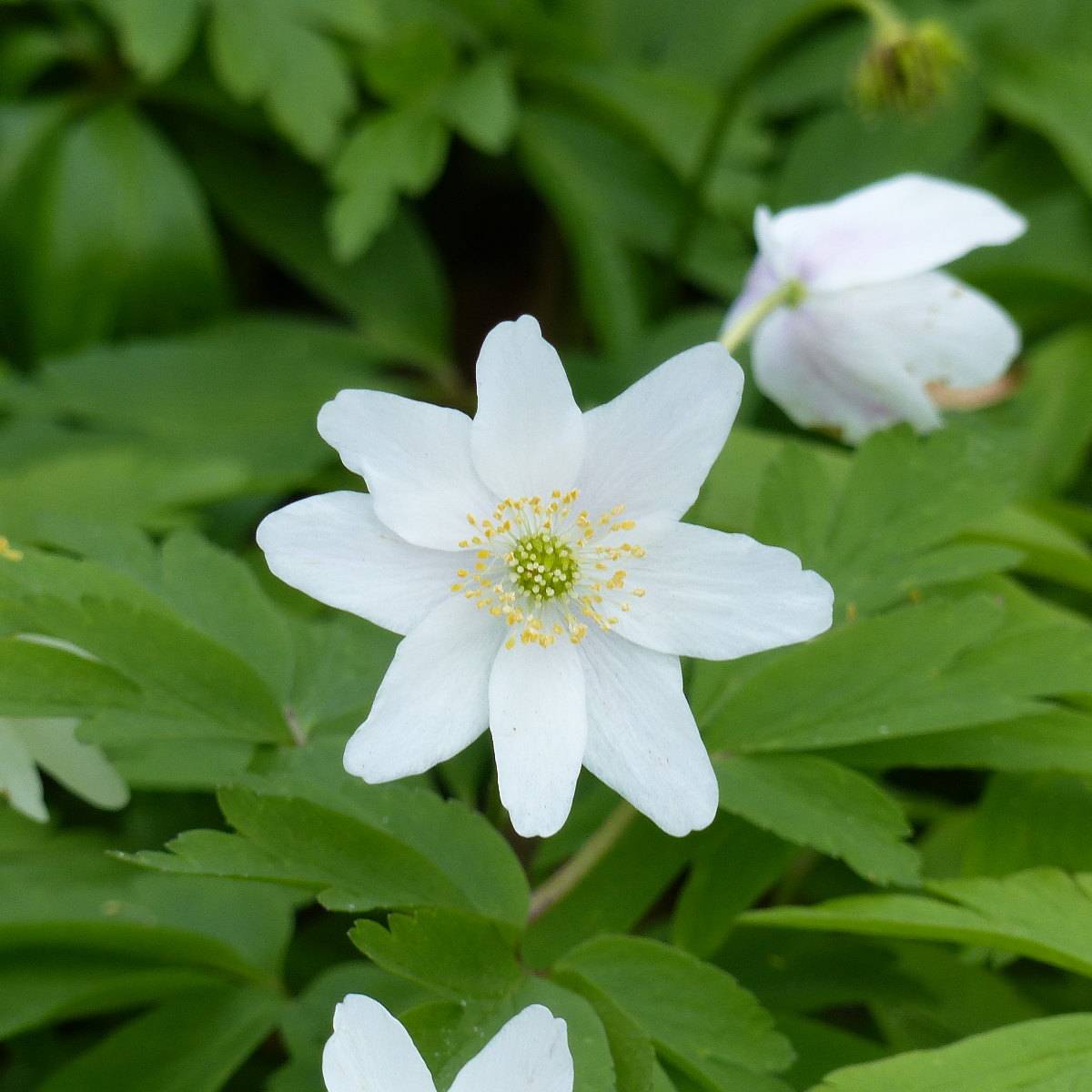 Anemone nemorosa Lychette - Anémone des bois Bulbe calibre I (par 3)