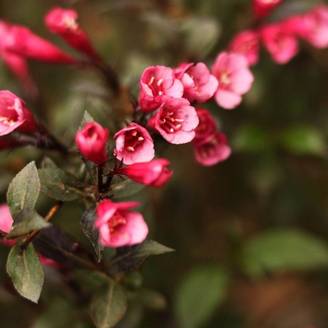Weigela 'Nana purpurea' (Weigela florida 'Nana purpurea') - Godet - Taille 15/30cm - Pépinières Naudet