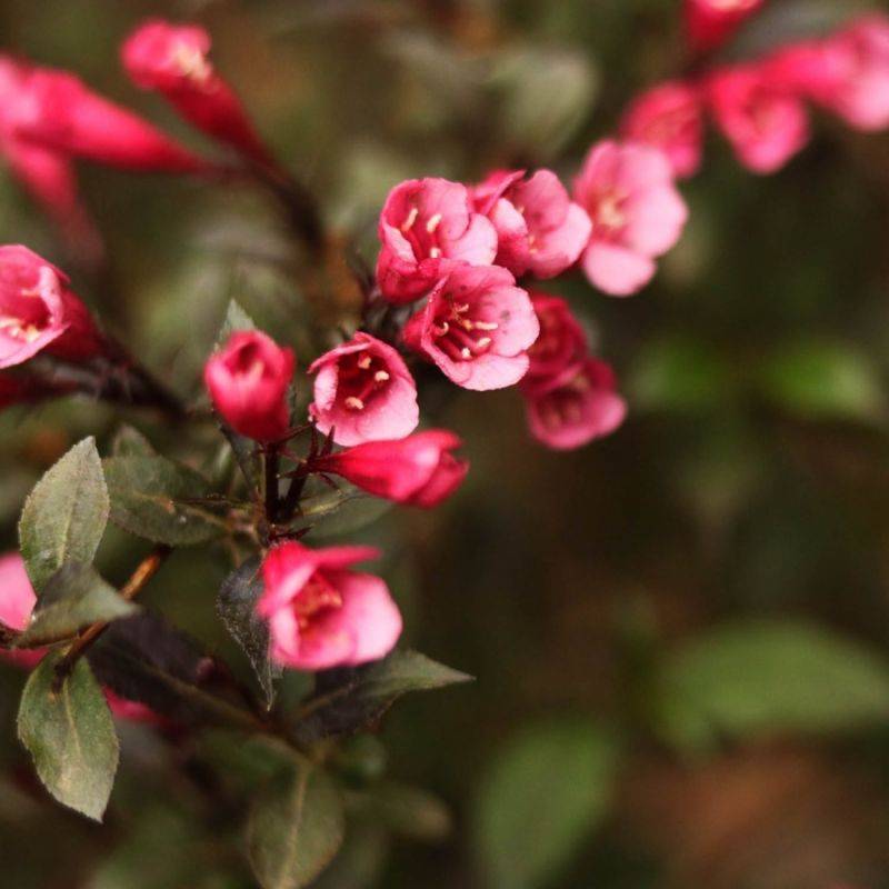 Weigela 'Nana purpurea' (Weigela florida 'Nana purpurea') - Godet - Taille 15/30cm - Pépinières Naudet