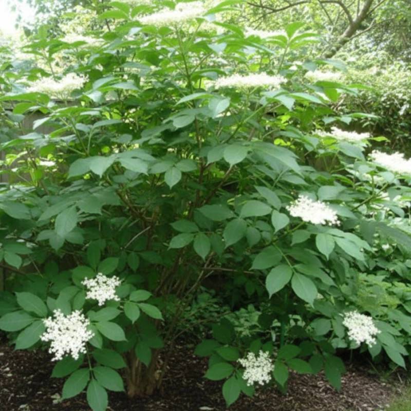 Sureau noir, Sambucus à fleurs Rose - feuillage Caduc - Pot de 4L - 20/40 cm-  hauteur à maturité De 3,00 m à 5,00 m - Image 3