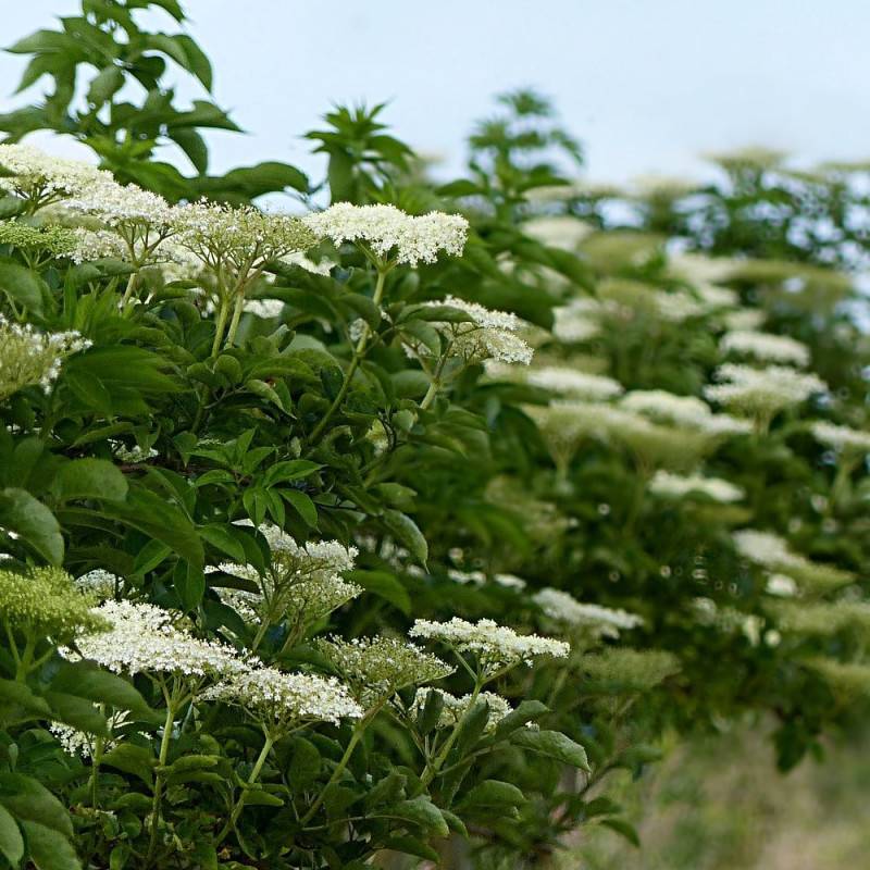 Sureau noir, Sambucus à fleurs Rose - feuillage Caduc - Pot de 4L - 20/40 cm-  hauteur à maturité De 3,00 m à 5,00 m - Image 1