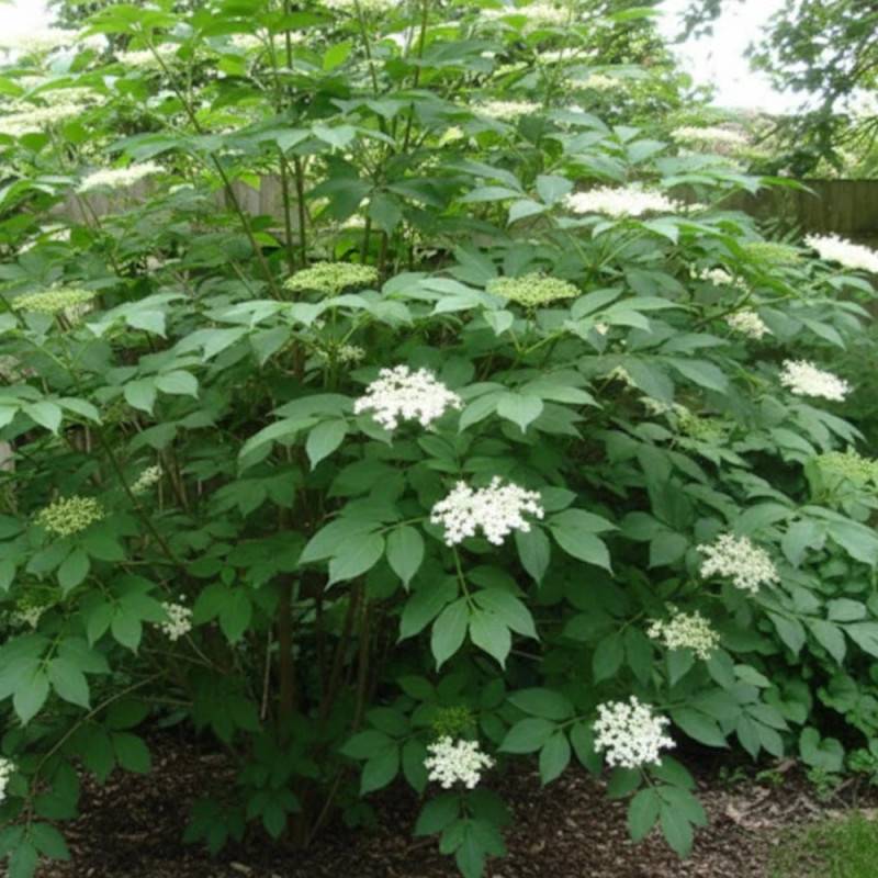 Sureau noir, Sambucus à fleurs Rose - feuillage Caduc - Pot de 4L - 20/40 cm-  hauteur à maturité De 3,00 m à 5,00 m - Image 4