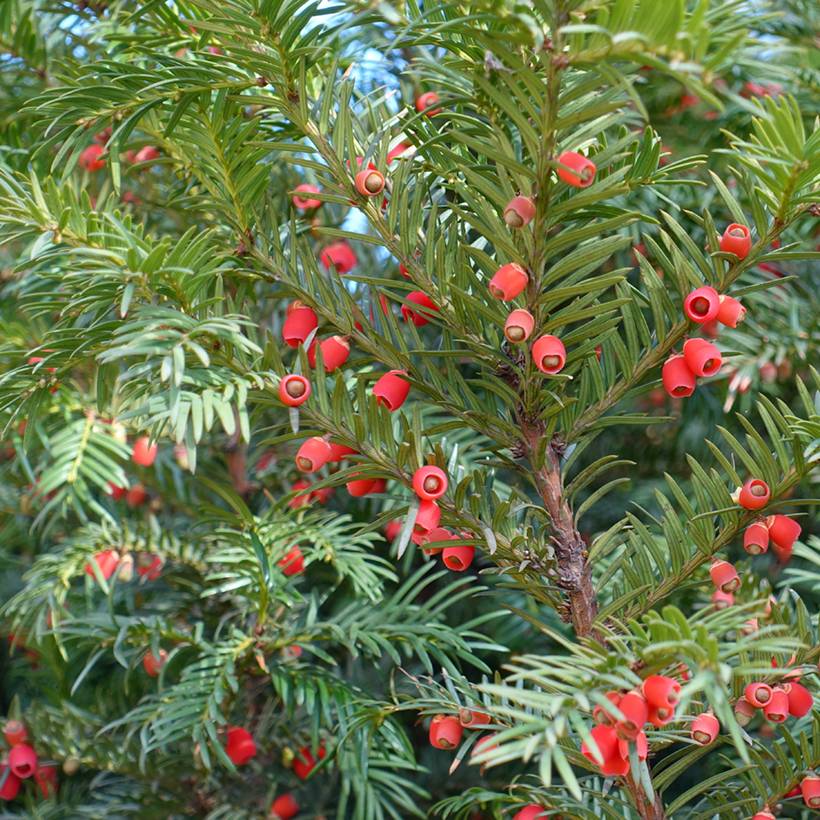 Taxus baccata - If commun Pot de 2L/3L - Image 1