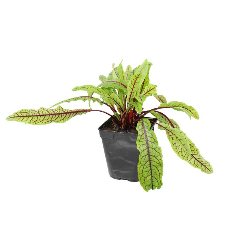 Plant de Oseille rouge  pot de 1litre - Image 1