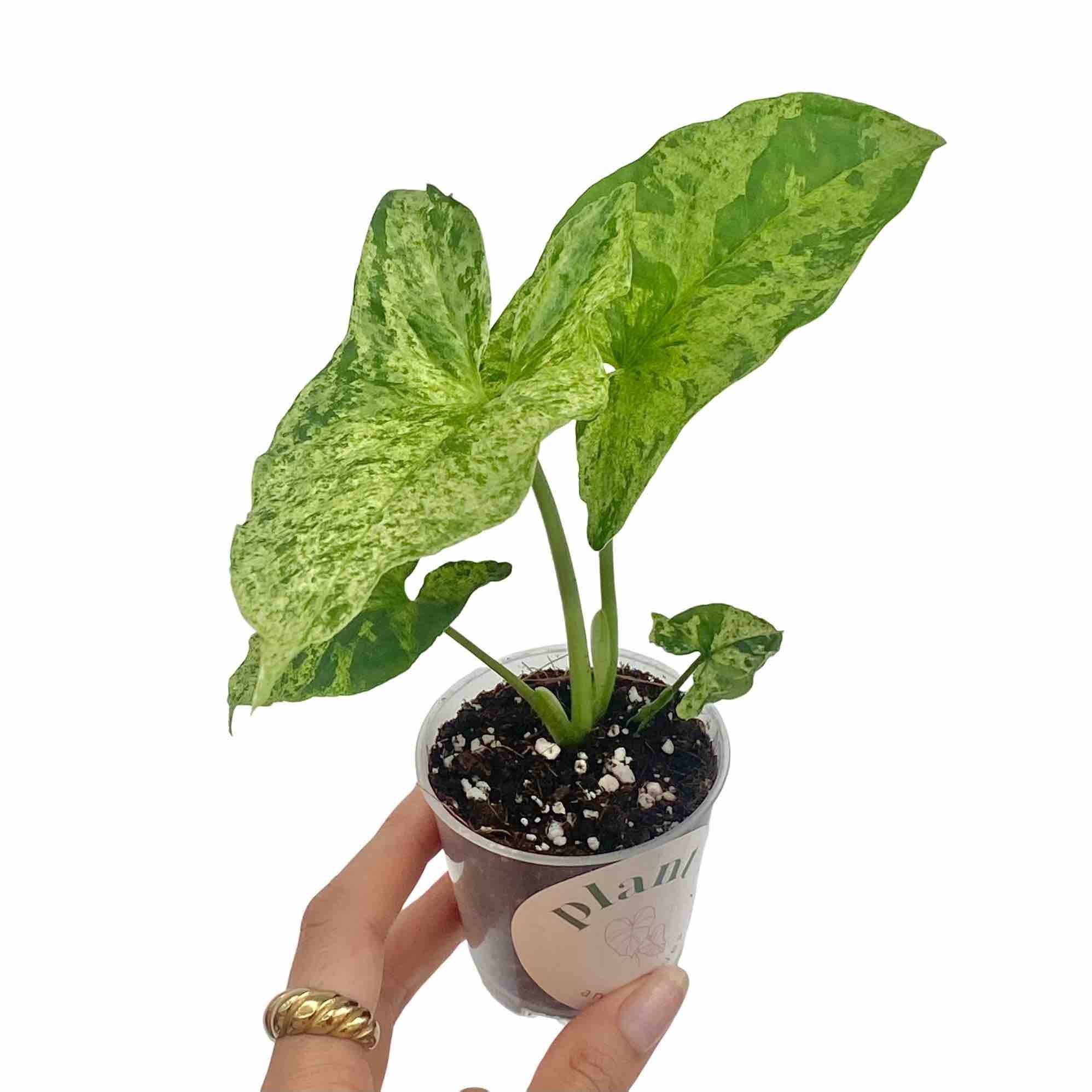 Syngonium Mojito - Pot de 6cm - Plantes d'intérieur - Image 1