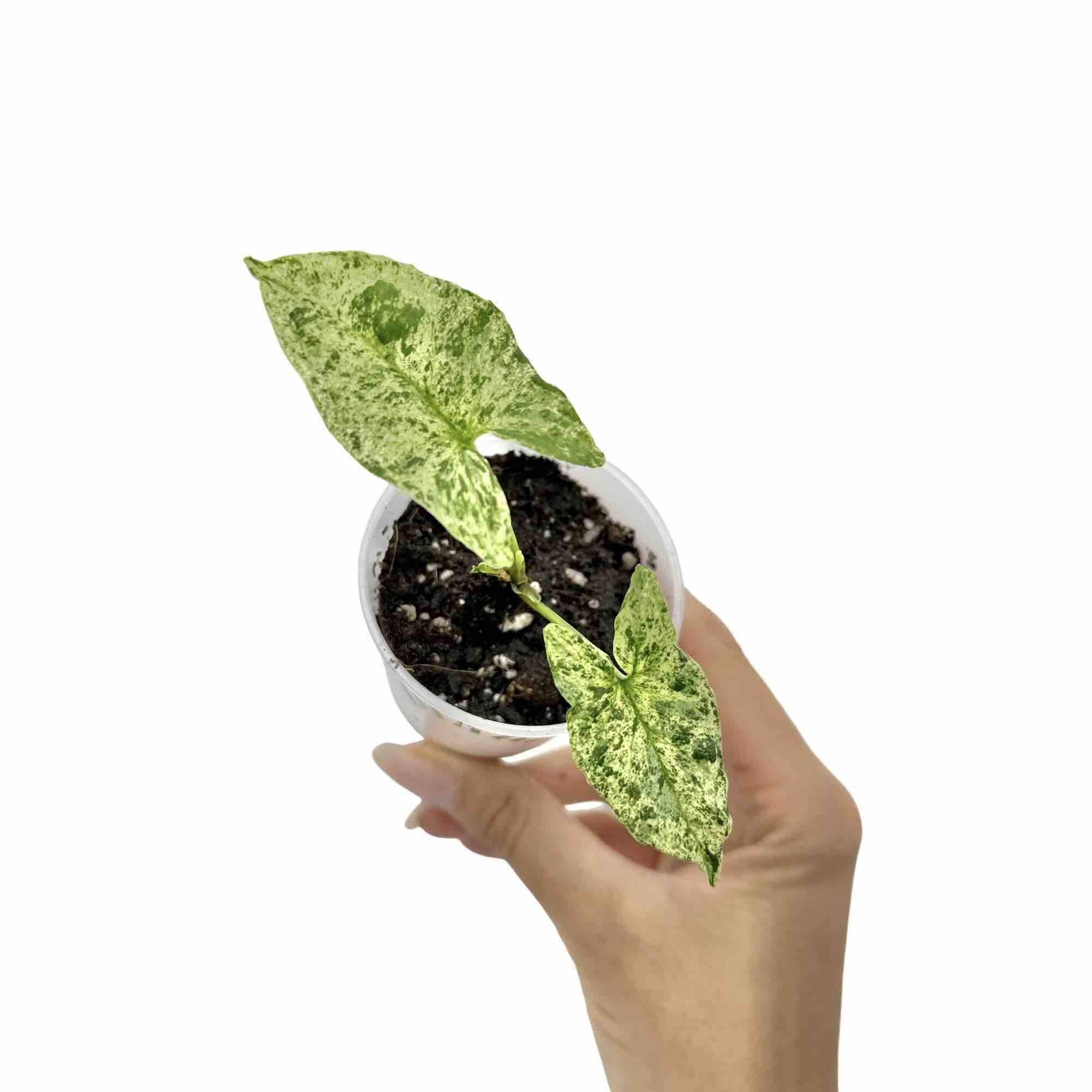 Syngonium Mojito - Pot de 6cm - Plantes d'intérieur - Image 3