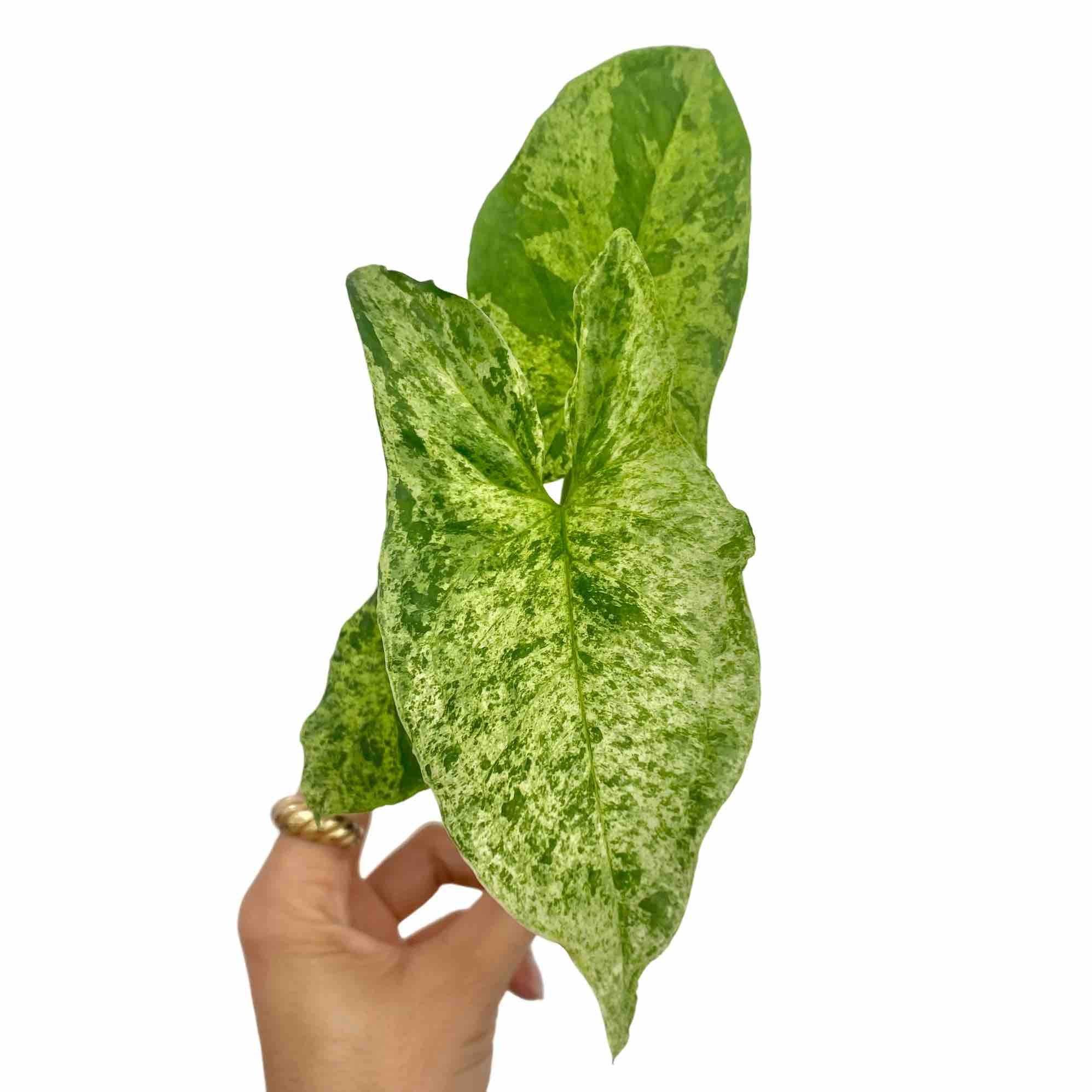 Syngonium Mojito - Pot de 6cm - Plantes d'intérieur - Image 2
