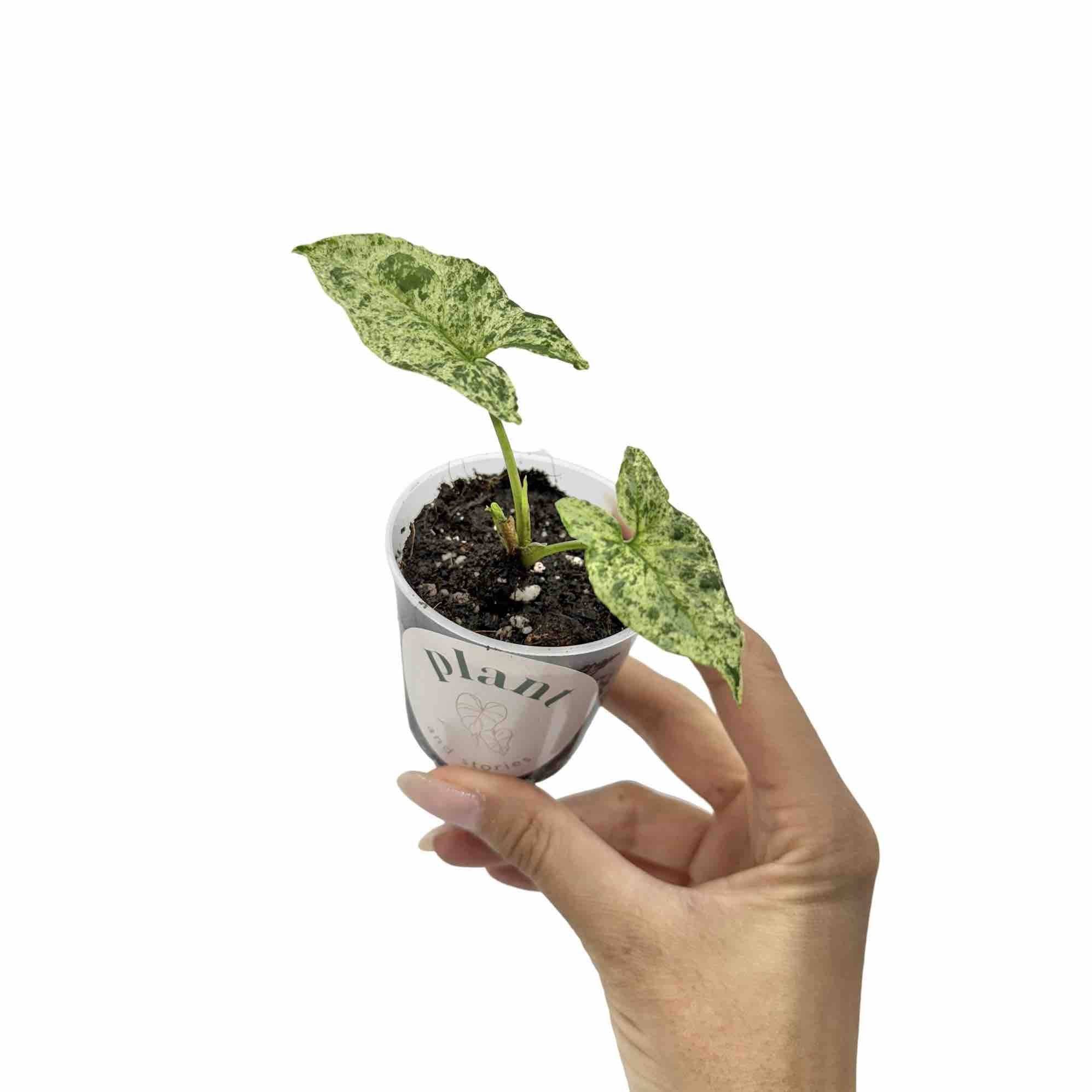 Syngonium Mojito - Pot de 6cm - Plantes d'intérieur - Image 4