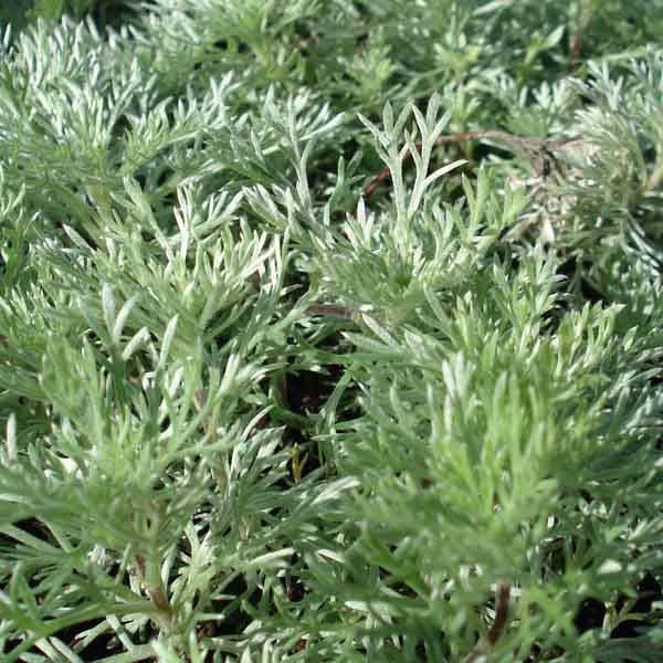 Armoise - Artemisia schmidtiana Nana Godet de 8/9 cm