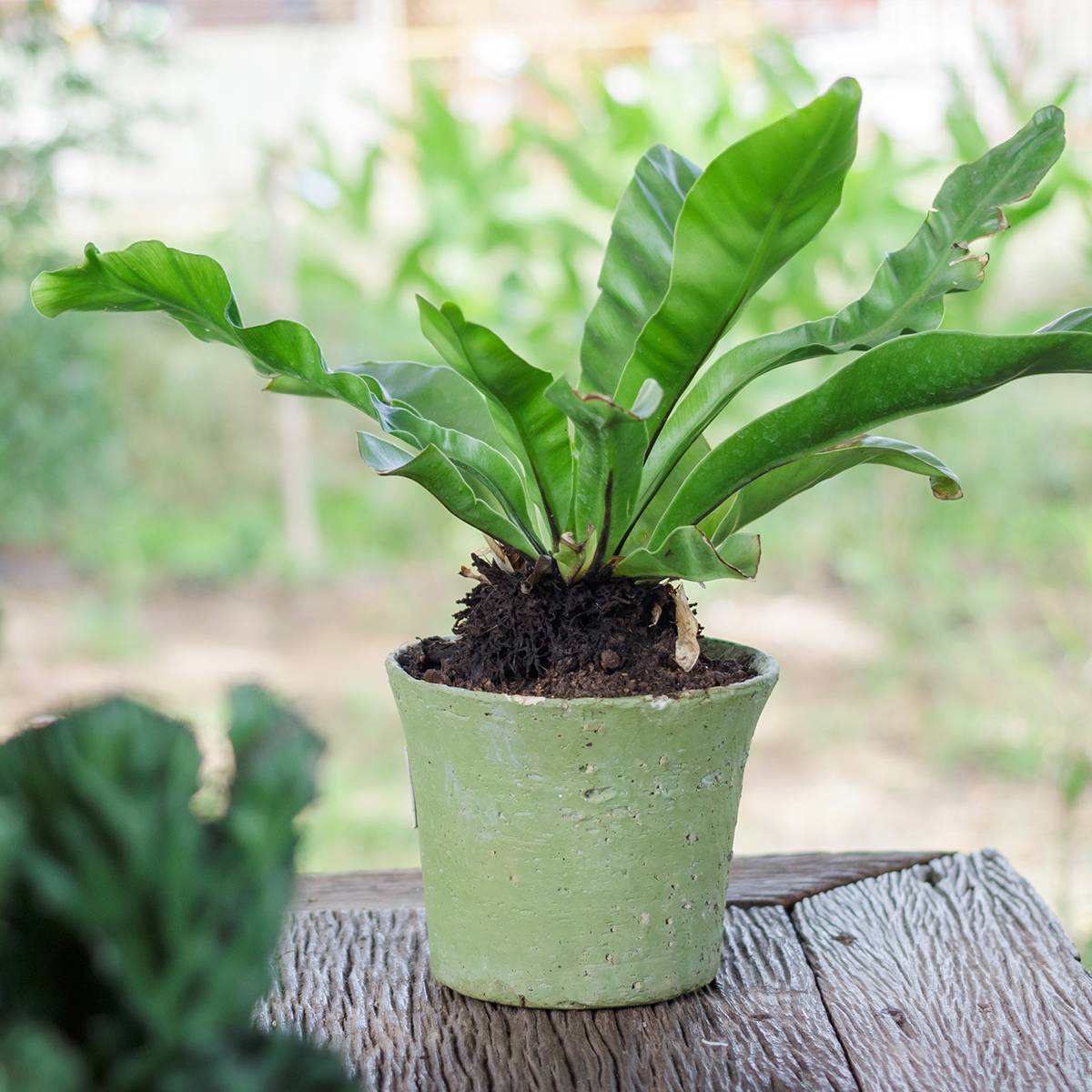 Asplenium nidus - Fougère nid d'oiseau Mini-plante